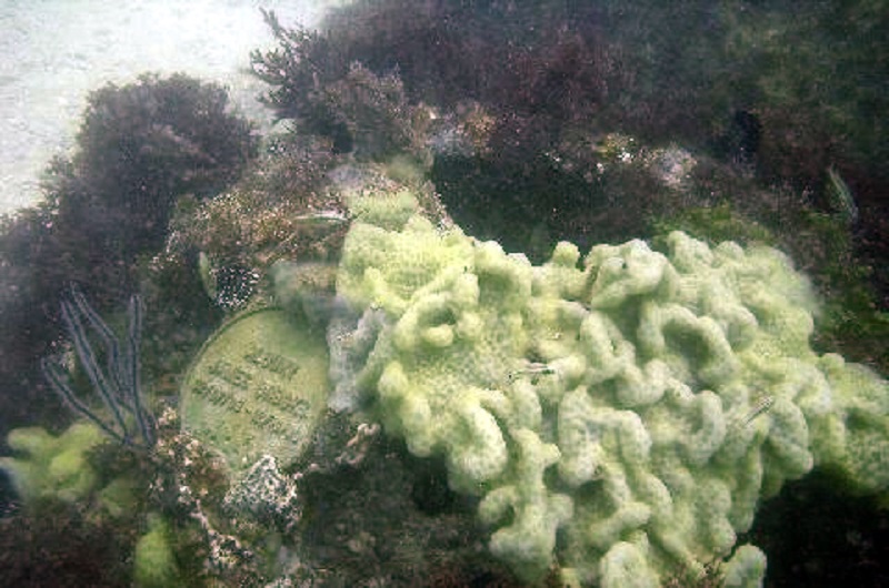 20171011-Eternal Reef.jpg