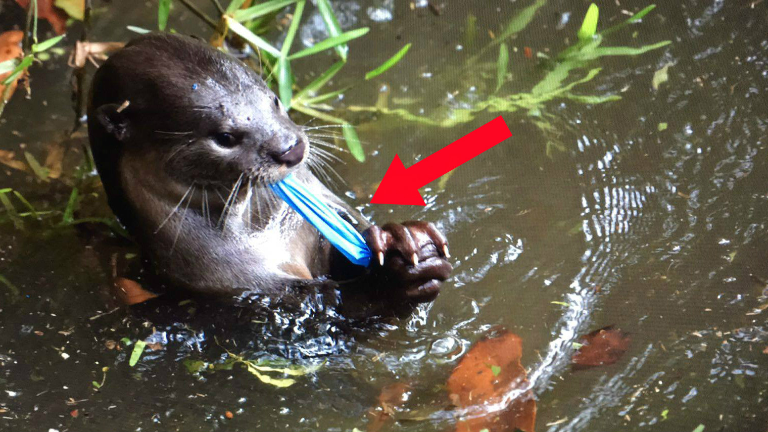 20171016-otters_blue plastic bag.jpg