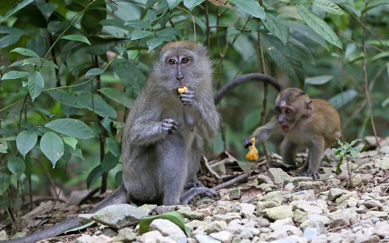 20180405-ubin monkeys.jpg