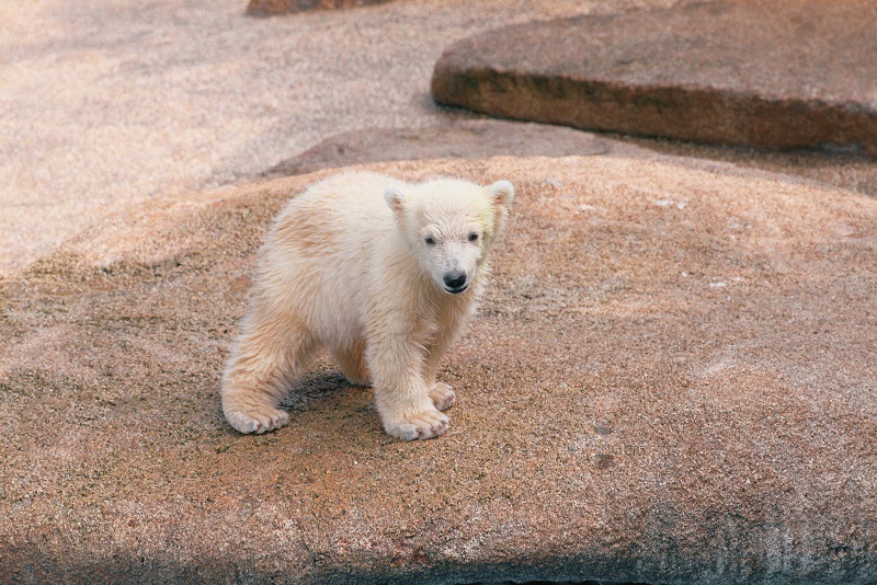 20180425-Bear Cub small.jpg