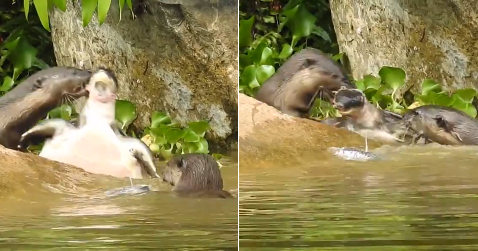 otters-attack-turtle.jpg