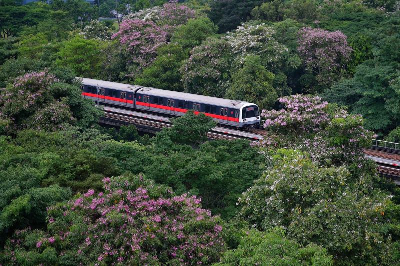 MRT amongst Tabebuia - ST.jpg