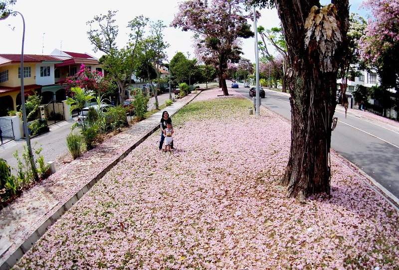 ST-03-Tabebuia carpet.jpg