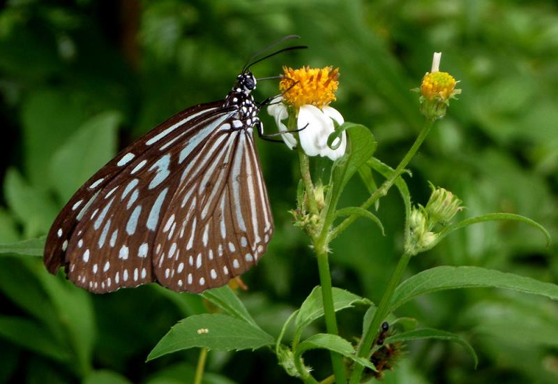 20190301-Pulau Ubin Butterfly01.jpg