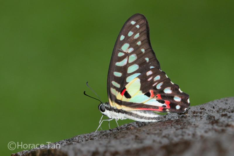 20190301-Pulau Ubin Butterfly03.jpg