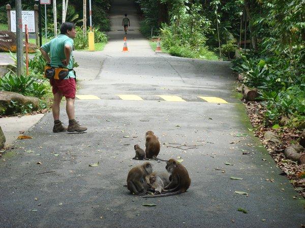 2203119 school holiday bukit batok monkey.jpg