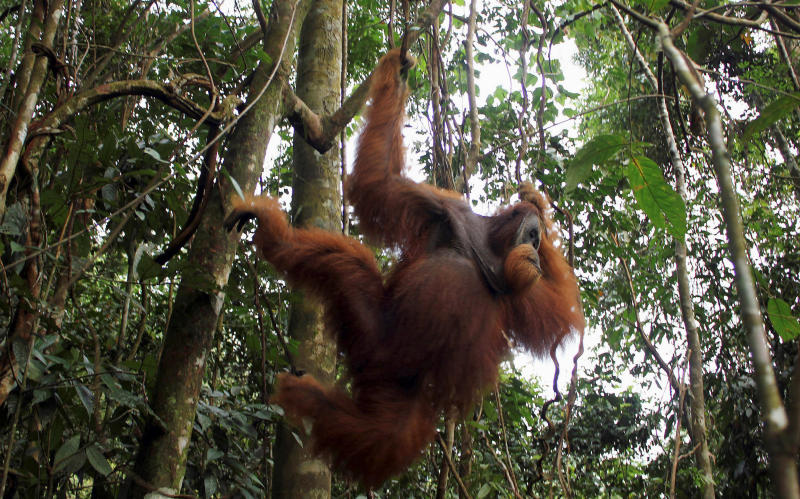 20180503-orangutan.jpg