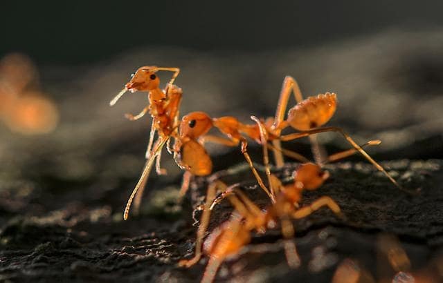 050719 ant cover.jpg