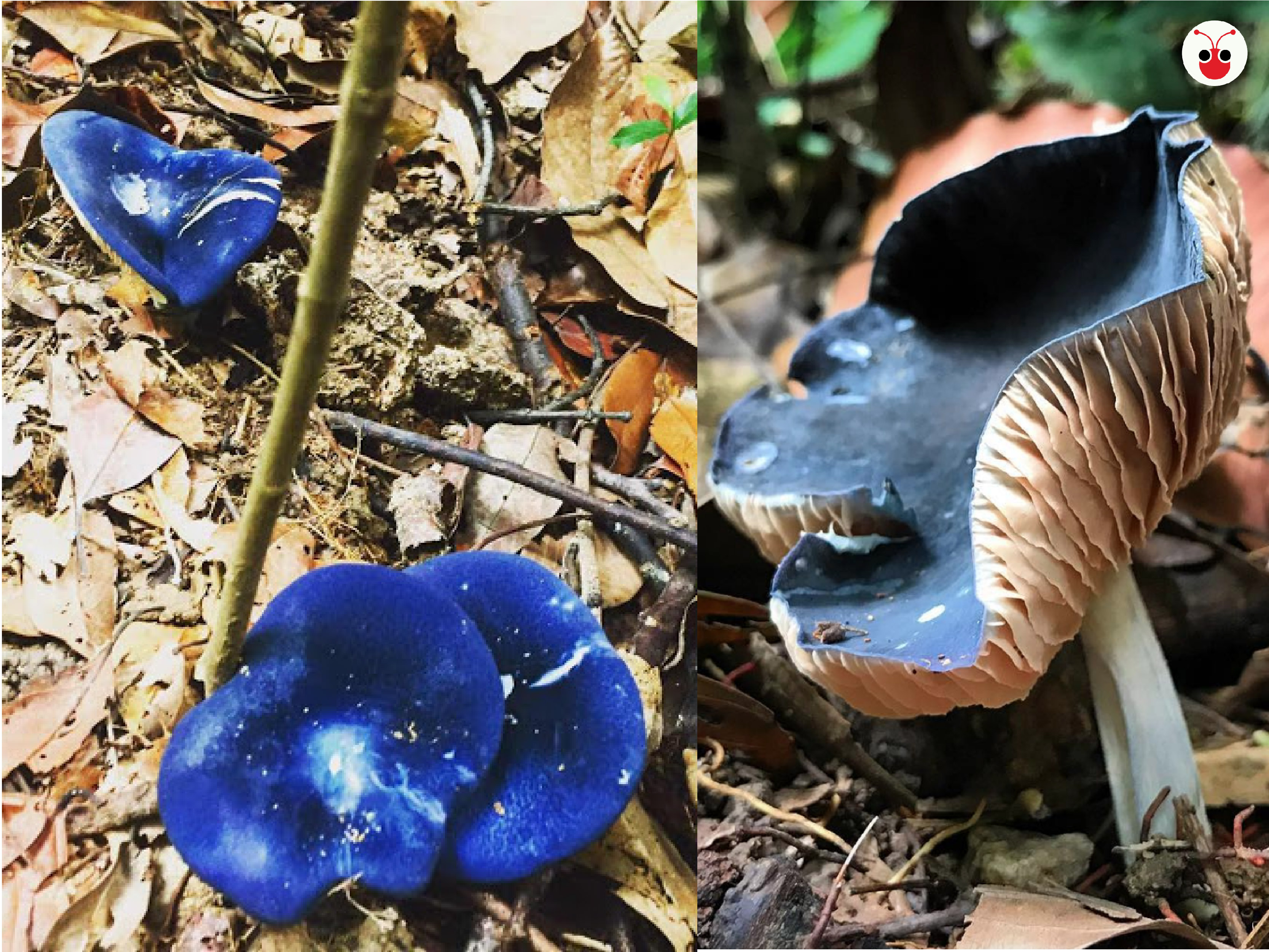 20191107 blue shroom-01.jpg