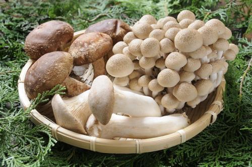 20191107 edible shrooms.jpg