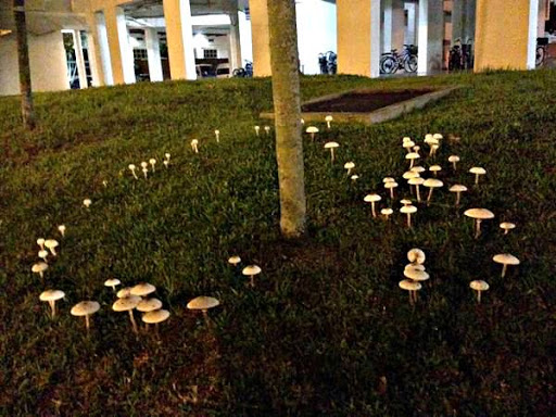 20191107 fairy ring.jpg