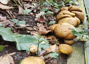 20191107 puffball.jpg