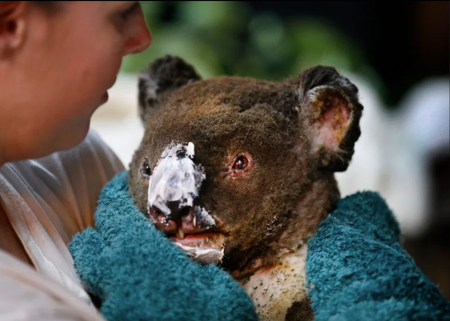 20200107-injured koala.png