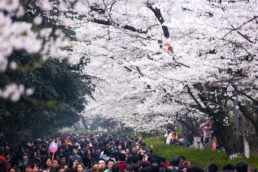 20200320-cherry blossom4.png