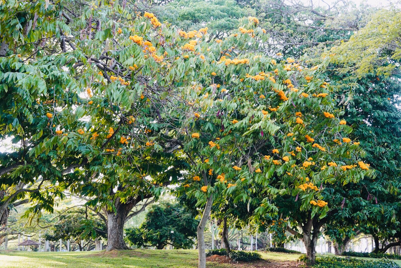 20200410-yellow saraca2.jpg