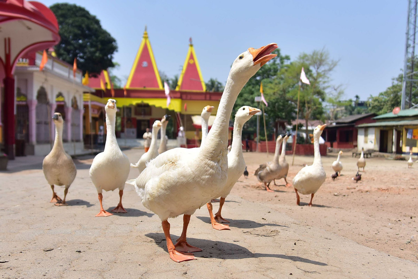 20200413-india geese.png