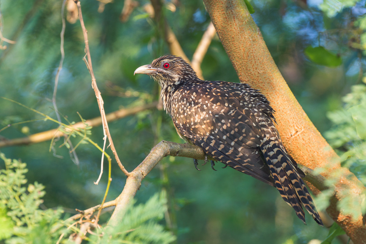 20200423-black koel female.png