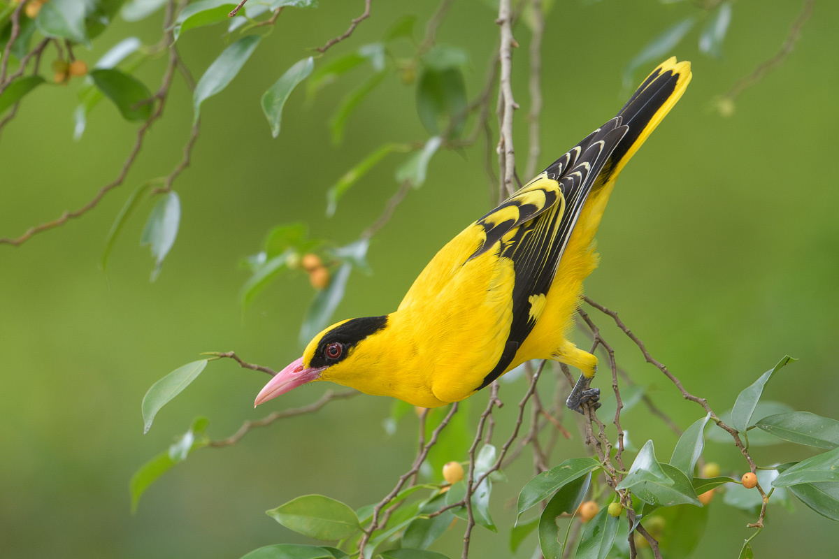 20200423-black naped.png