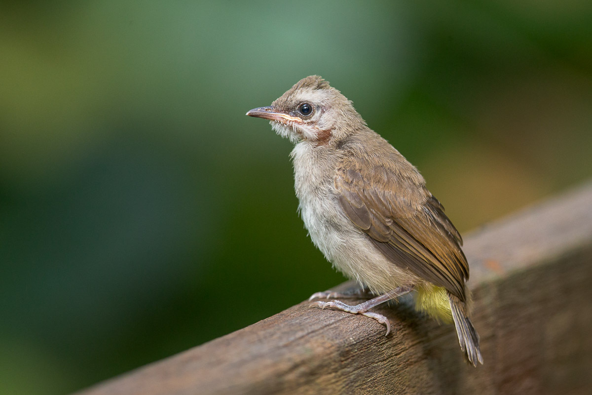 20200423-bulbul young.png