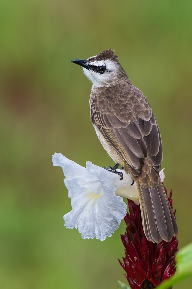 20200423-bulbul.png