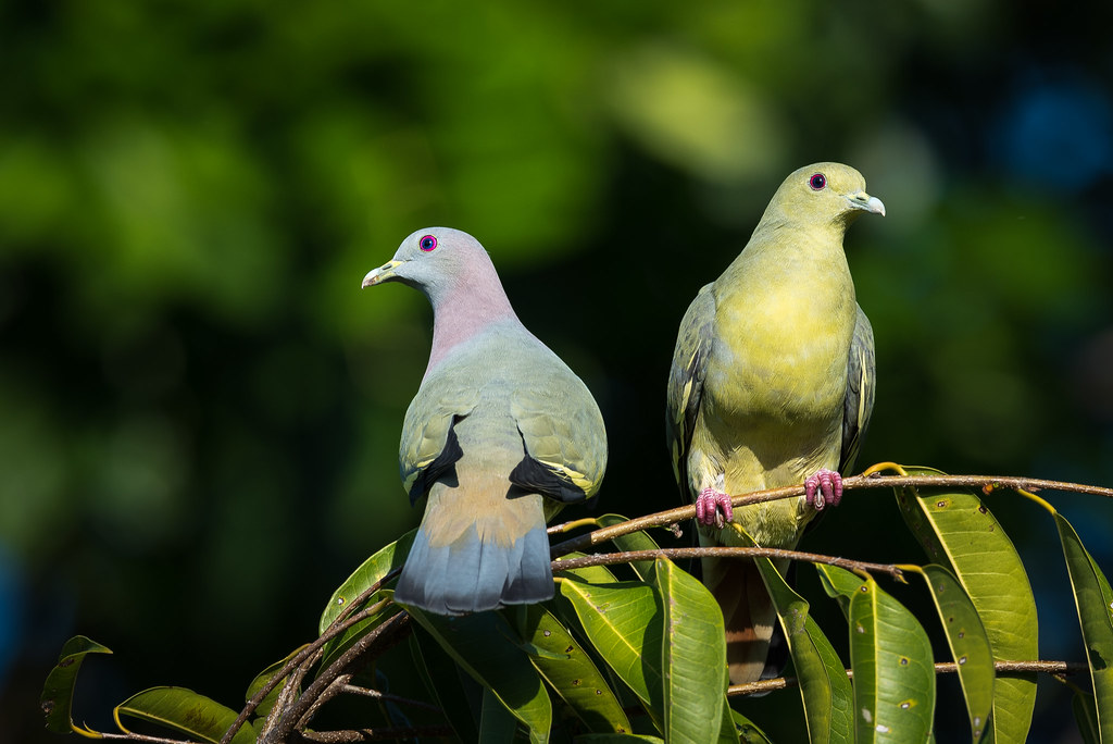 20200423-pink neck couple.png