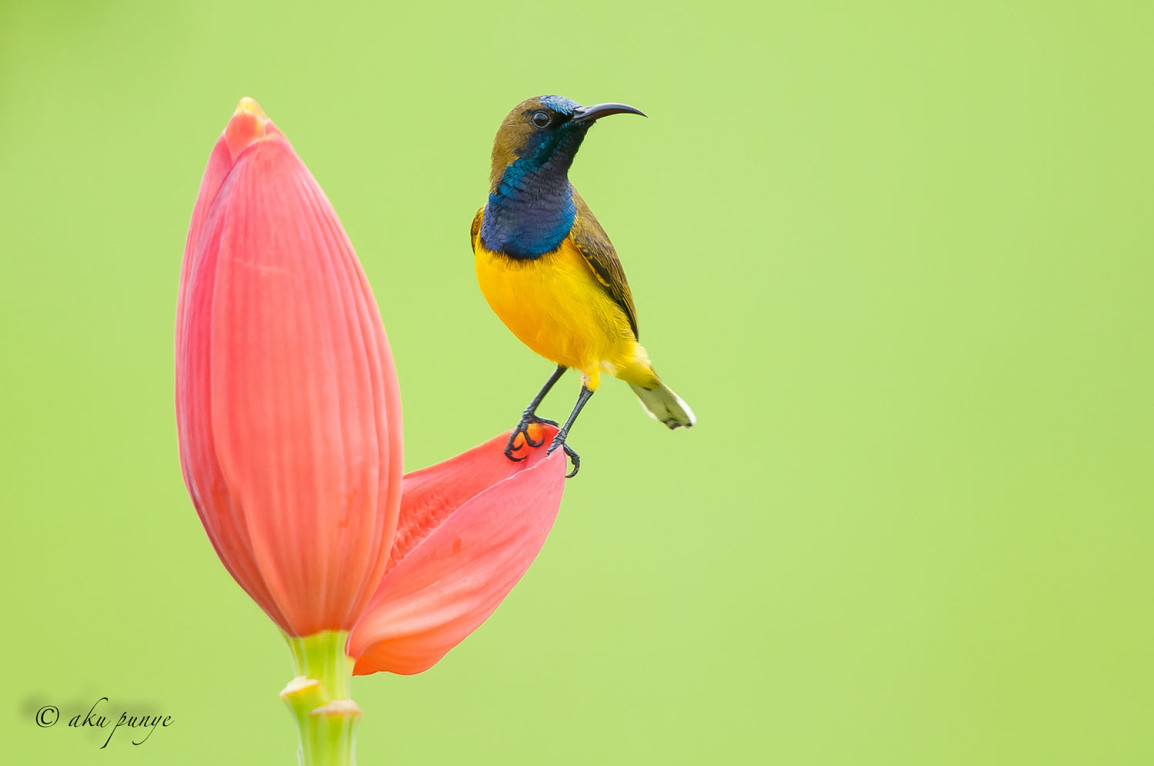 20200423-sunbird.png