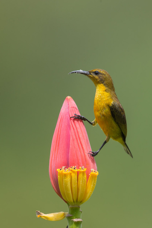 20200423-sunbird2.png