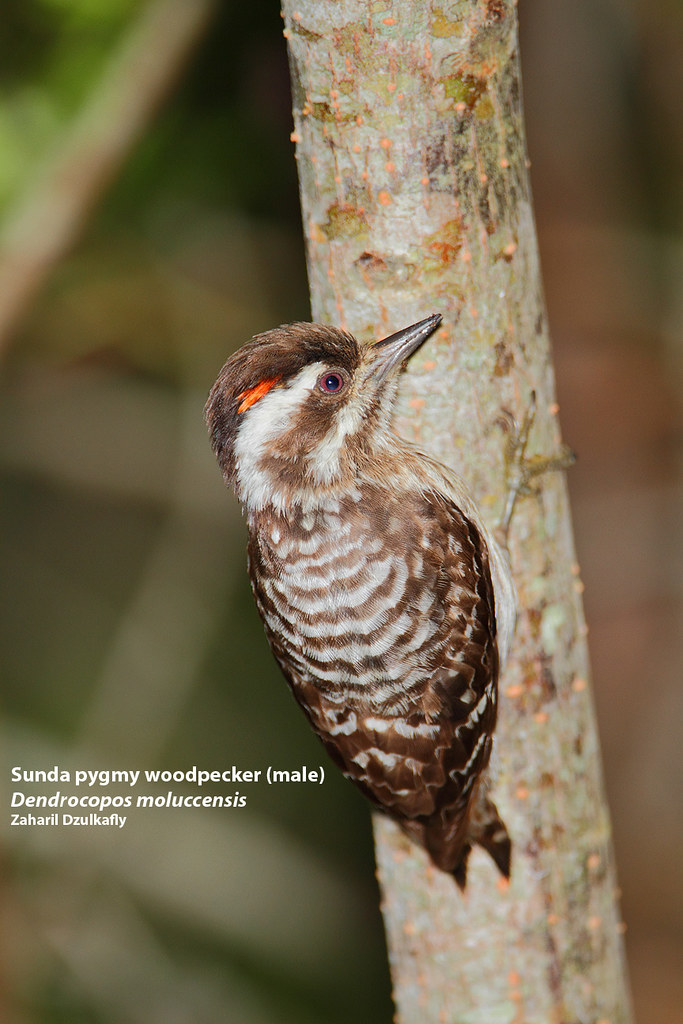 20200423-woodpecker2.png