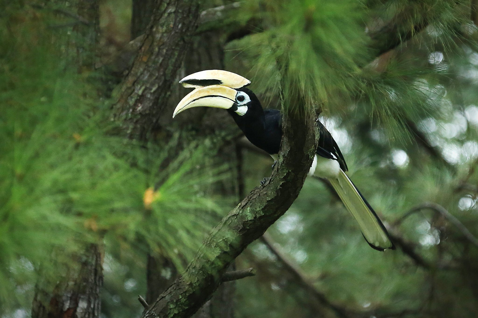 20200424-hornbills.png