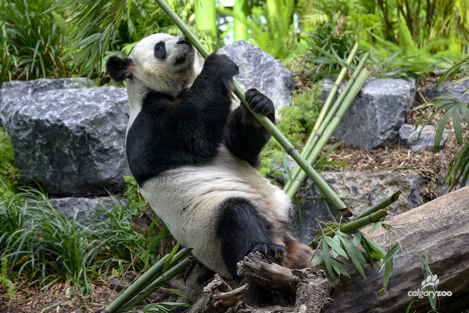 20200513-looking at bamboo.jpeg