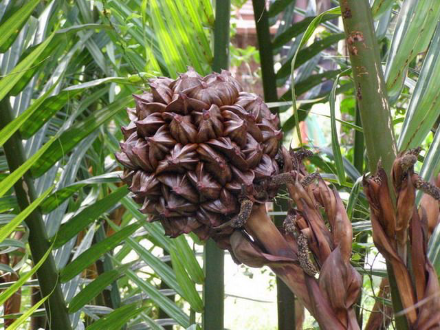 20200521-nipa palm.png