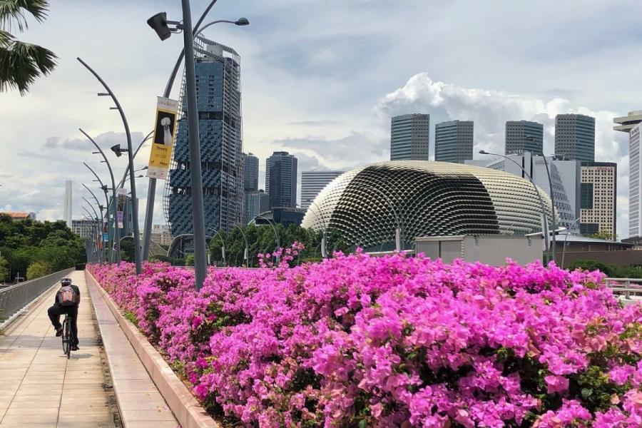 20200914-bougainvillea esplanade.jpg