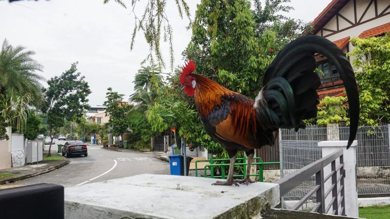 野鸡最受该区居民欢迎