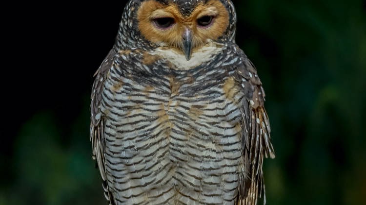 20210324 Spotted wood owl.jpg