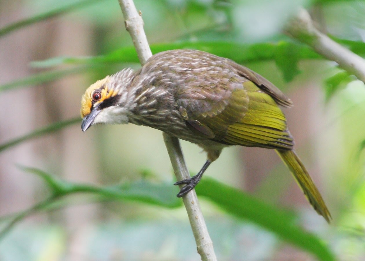 20210324 straw-headed_bulbul_lee_tiah_khee.jpg