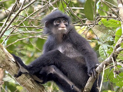 banded-leaf-monkey_5941b.jpg