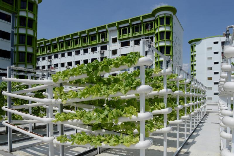 20210811 urban farming.jpg